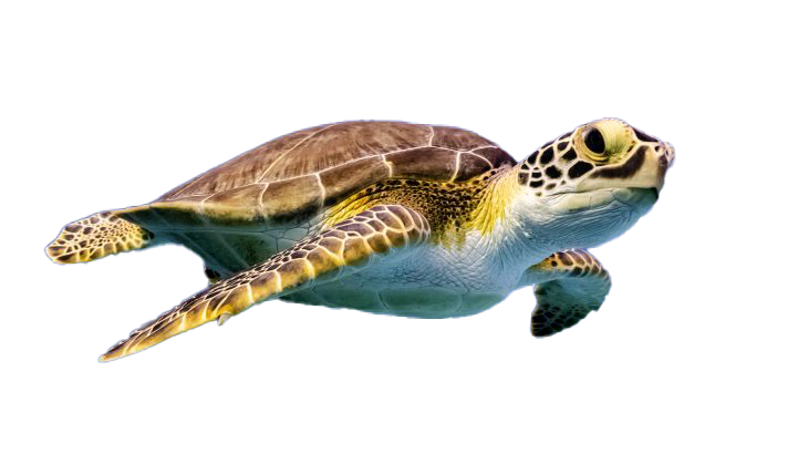 Detail Png Turtle Nomer 22