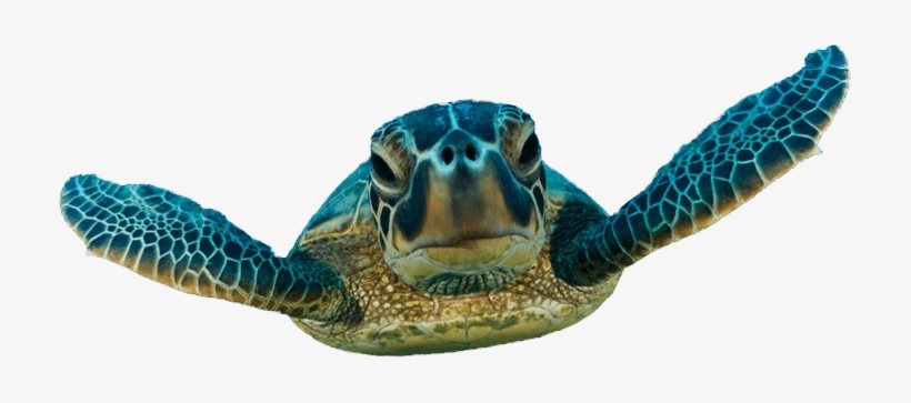Detail Png Turtle Nomer 23