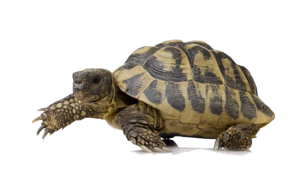 Detail Png Turtle Nomer 27