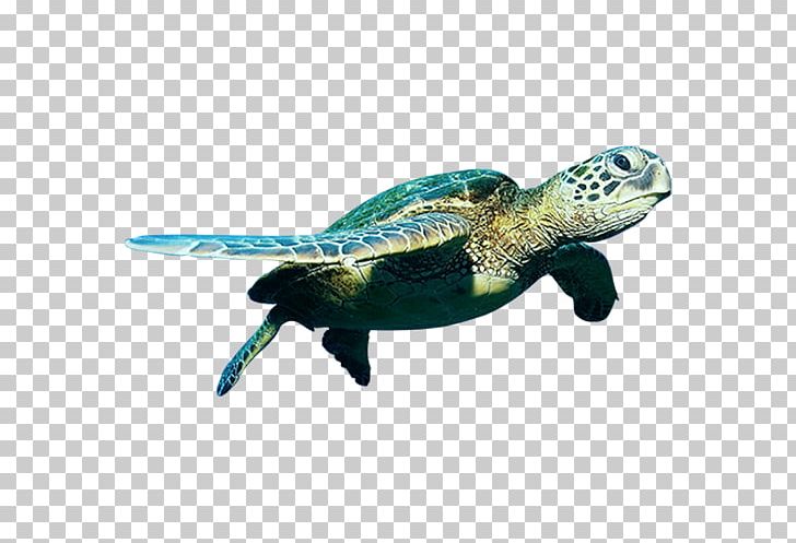 Detail Png Turtle Nomer 28