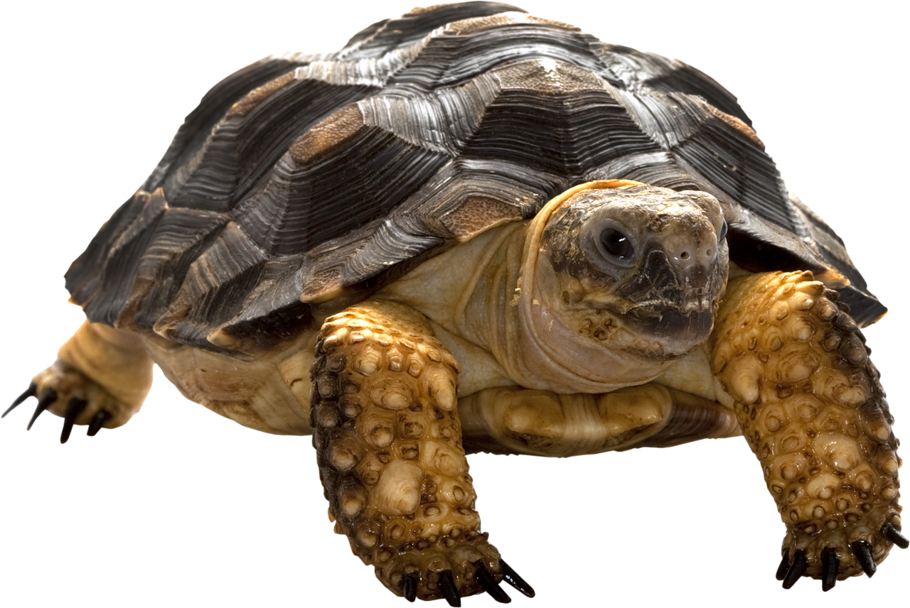 Detail Png Turtle Nomer 4