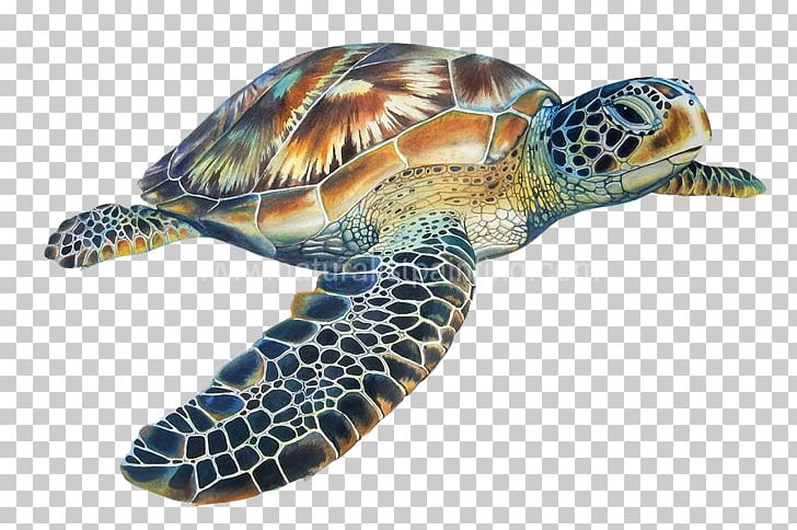 Detail Png Turtle Nomer 30