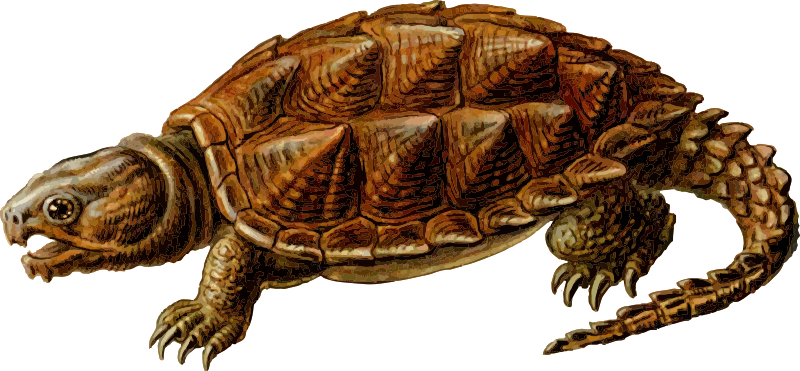 Detail Png Turtle Nomer 33