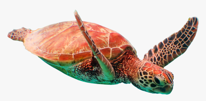 Detail Png Turtle Nomer 35