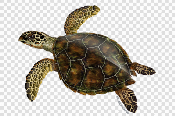 Detail Png Turtle Nomer 5