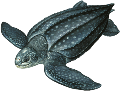 Detail Png Turtle Nomer 36