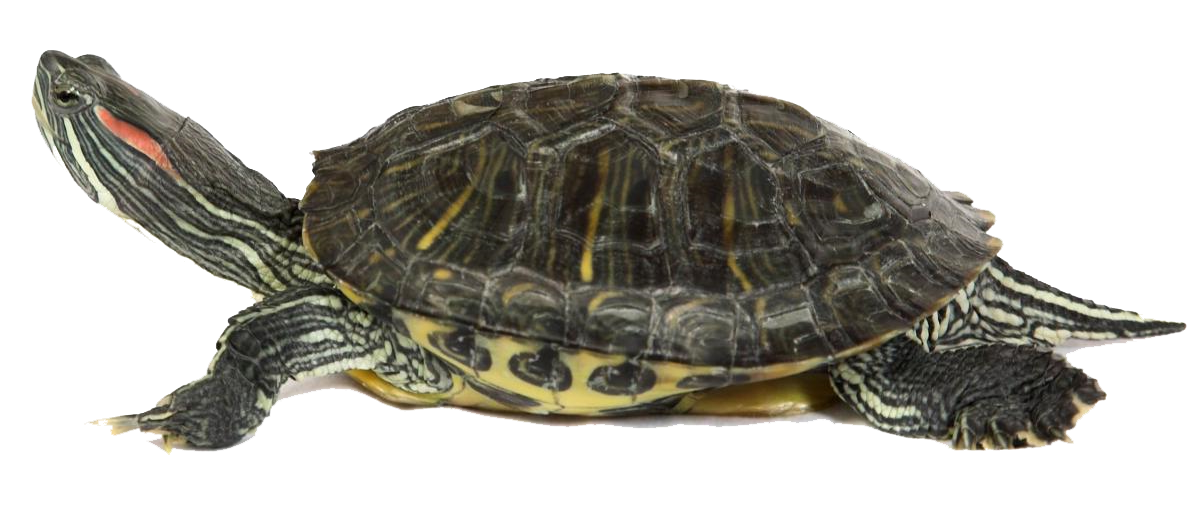 Detail Png Turtle Nomer 40
