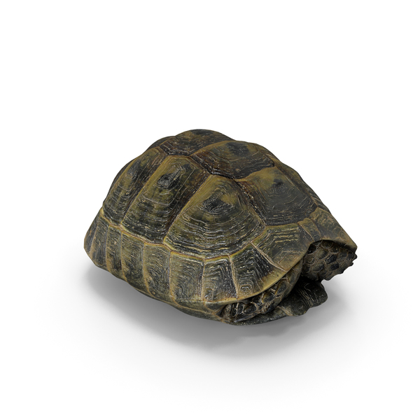 Detail Png Turtle Nomer 47