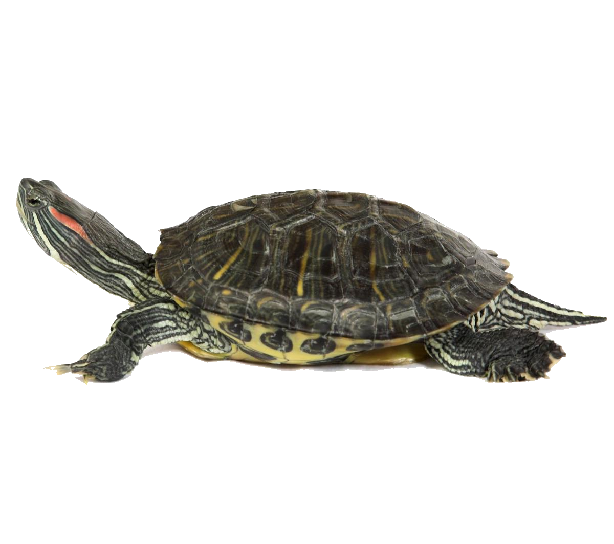 Detail Png Turtle Nomer 48