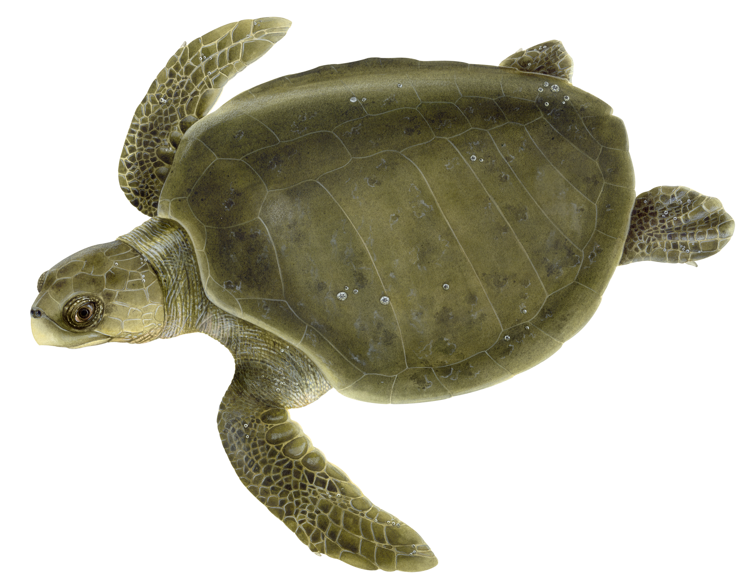 Detail Png Turtle Nomer 51