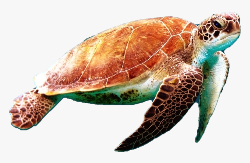 Detail Png Turtle Nomer 10