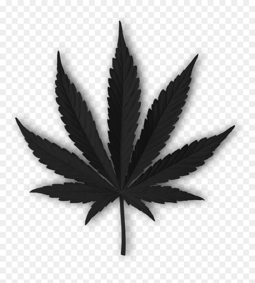 Detail Png Weed Leaf Nomer 34