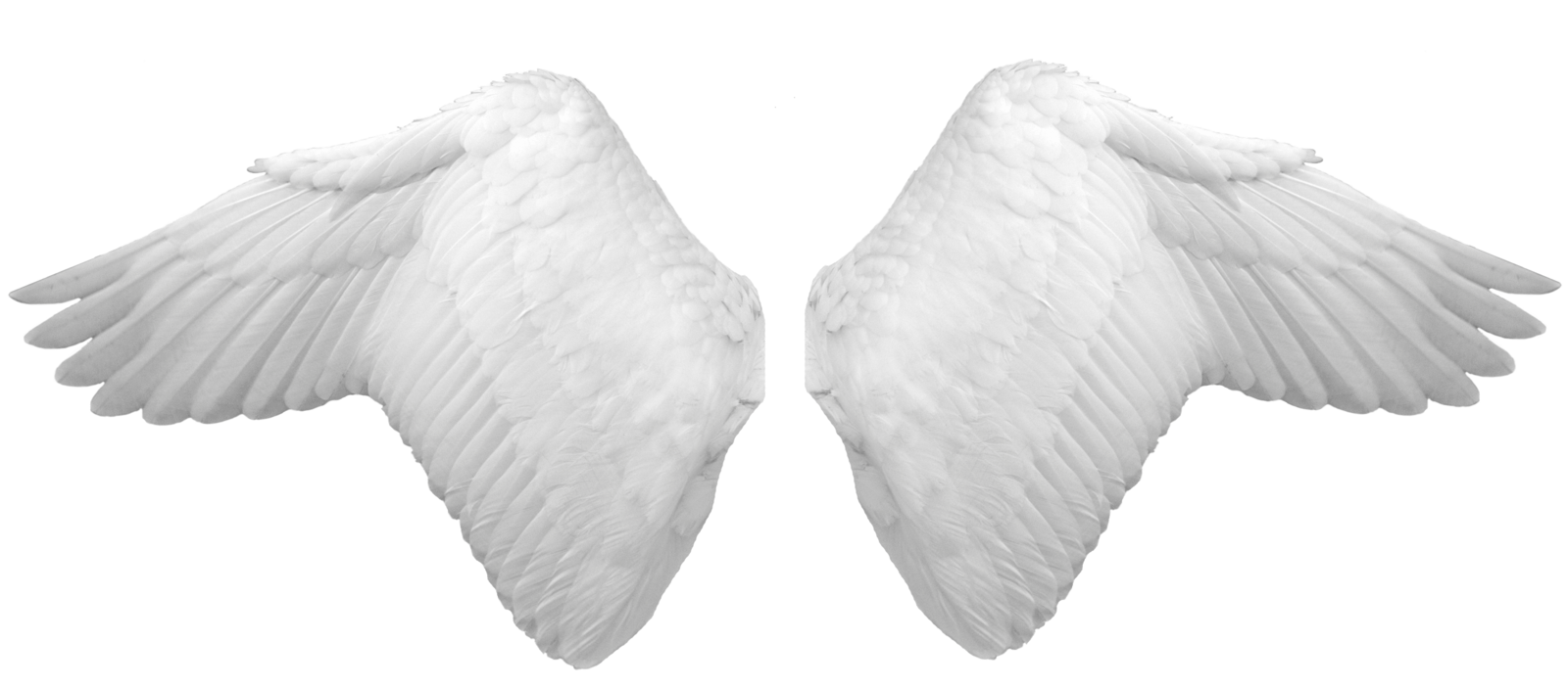 Detail Png Wings Nomer 50