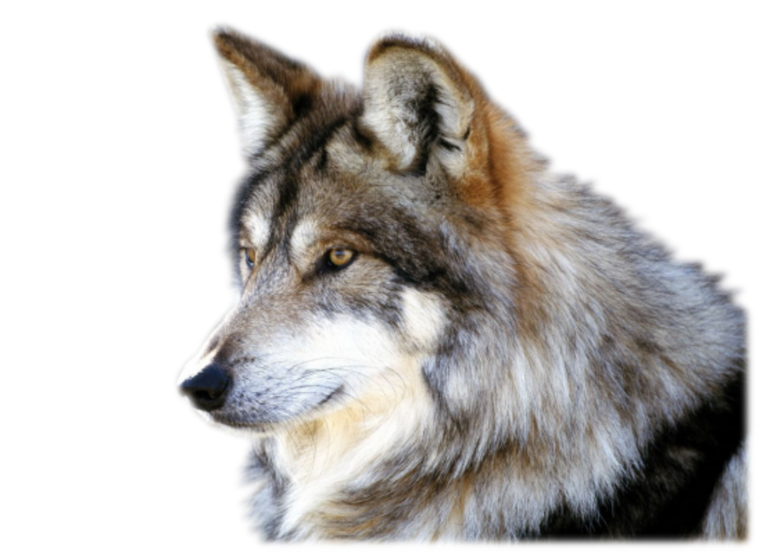 Detail Png Wolf Nomer 9