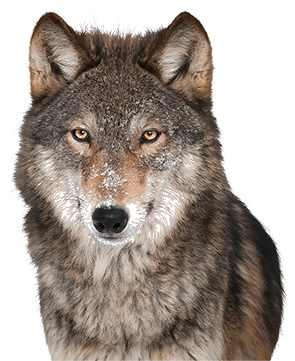 Detail Png Wolf Nomer 12