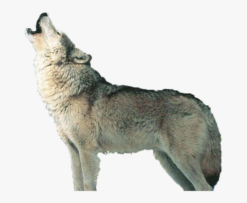 Detail Png Wolf Nomer 13