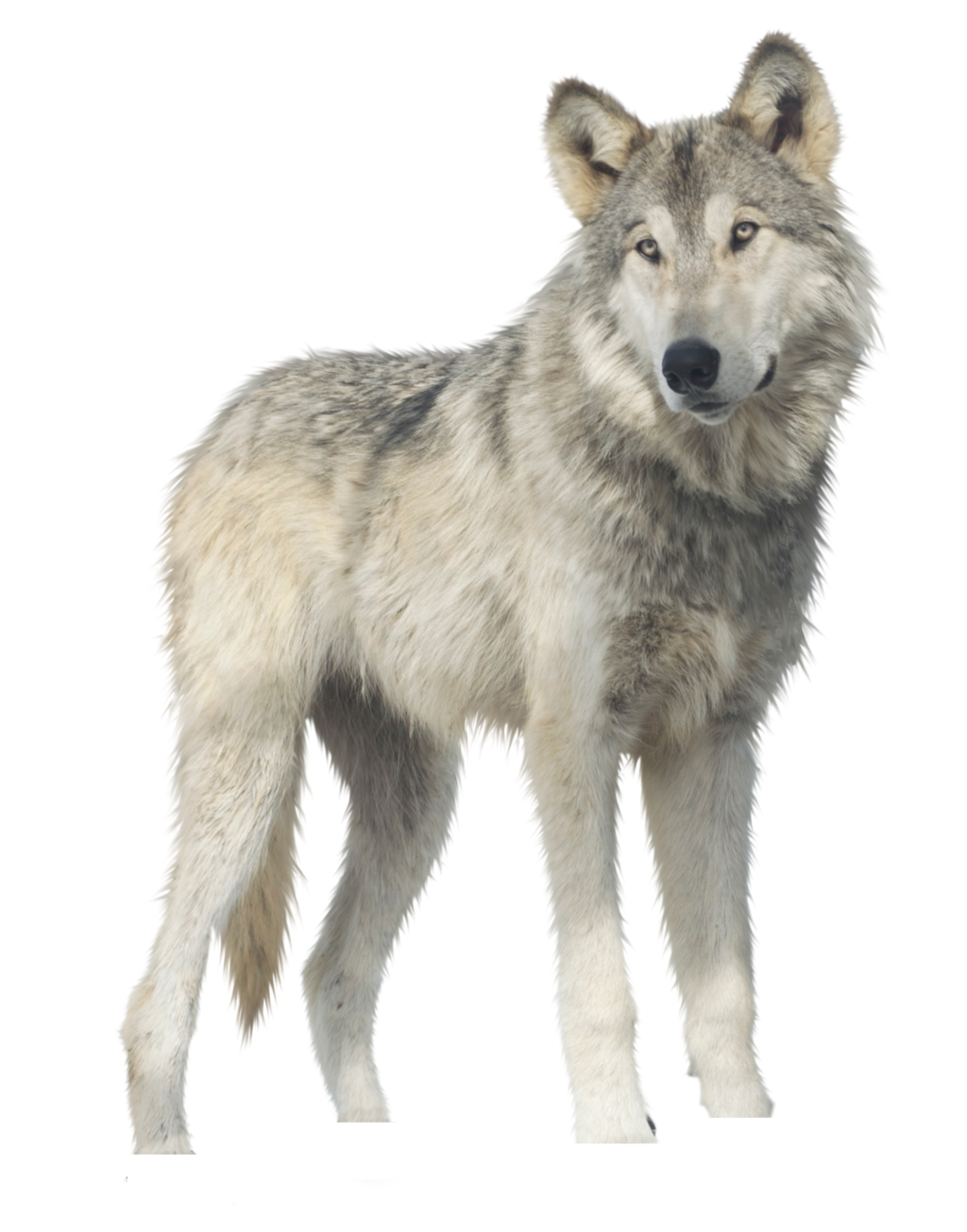 Detail Png Wolf Nomer 14