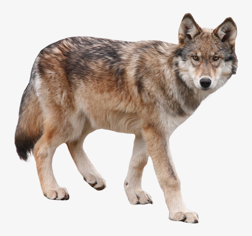 Detail Png Wolf Nomer 16