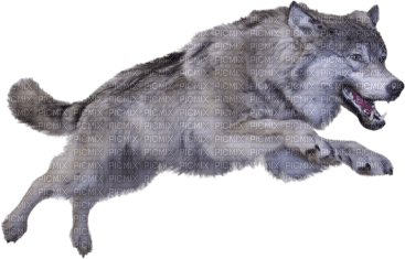 Detail Png Wolf Nomer 20