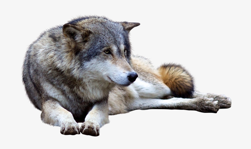 Detail Png Wolf Nomer 21