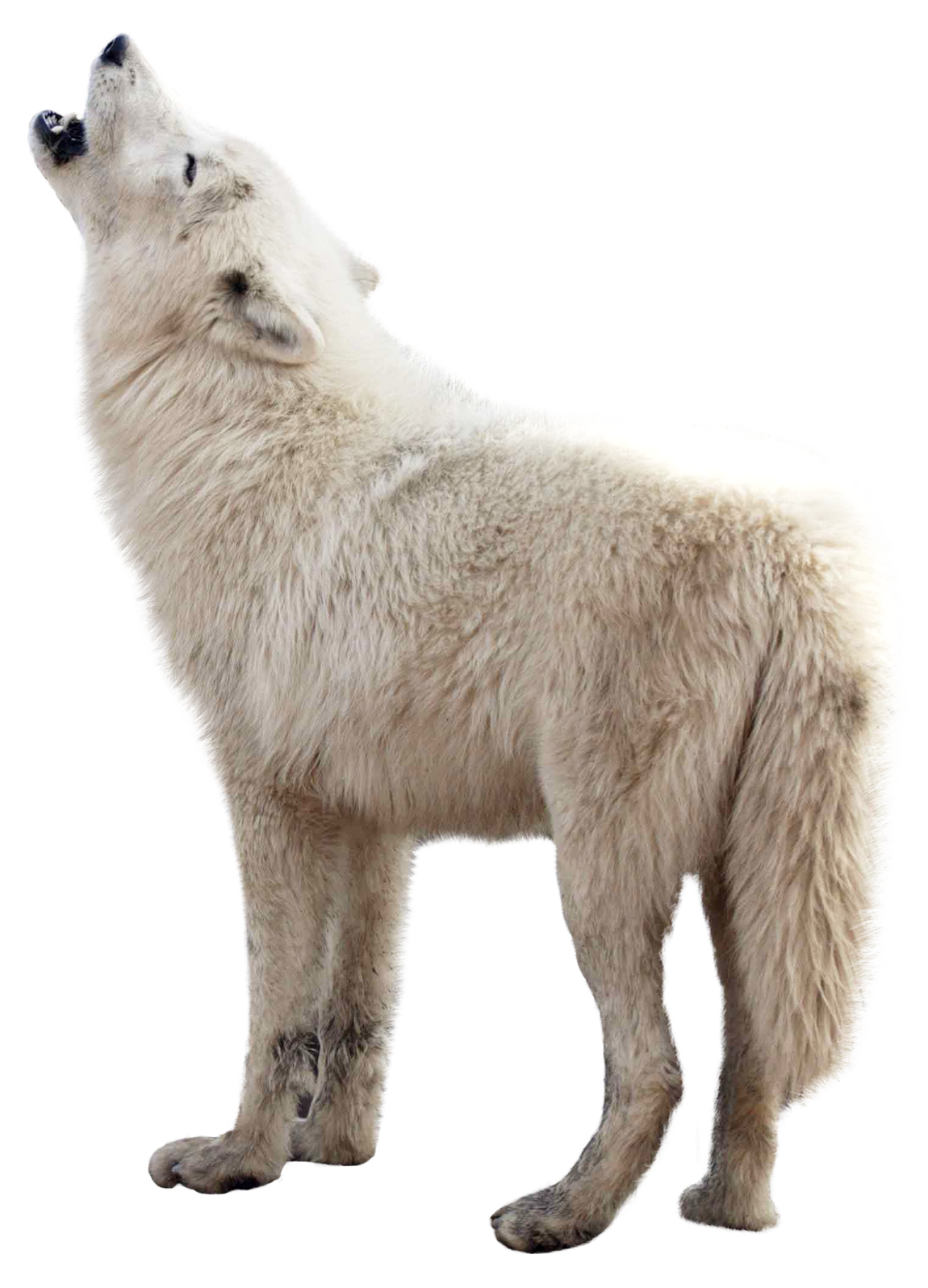 Detail Png Wolf Nomer 25