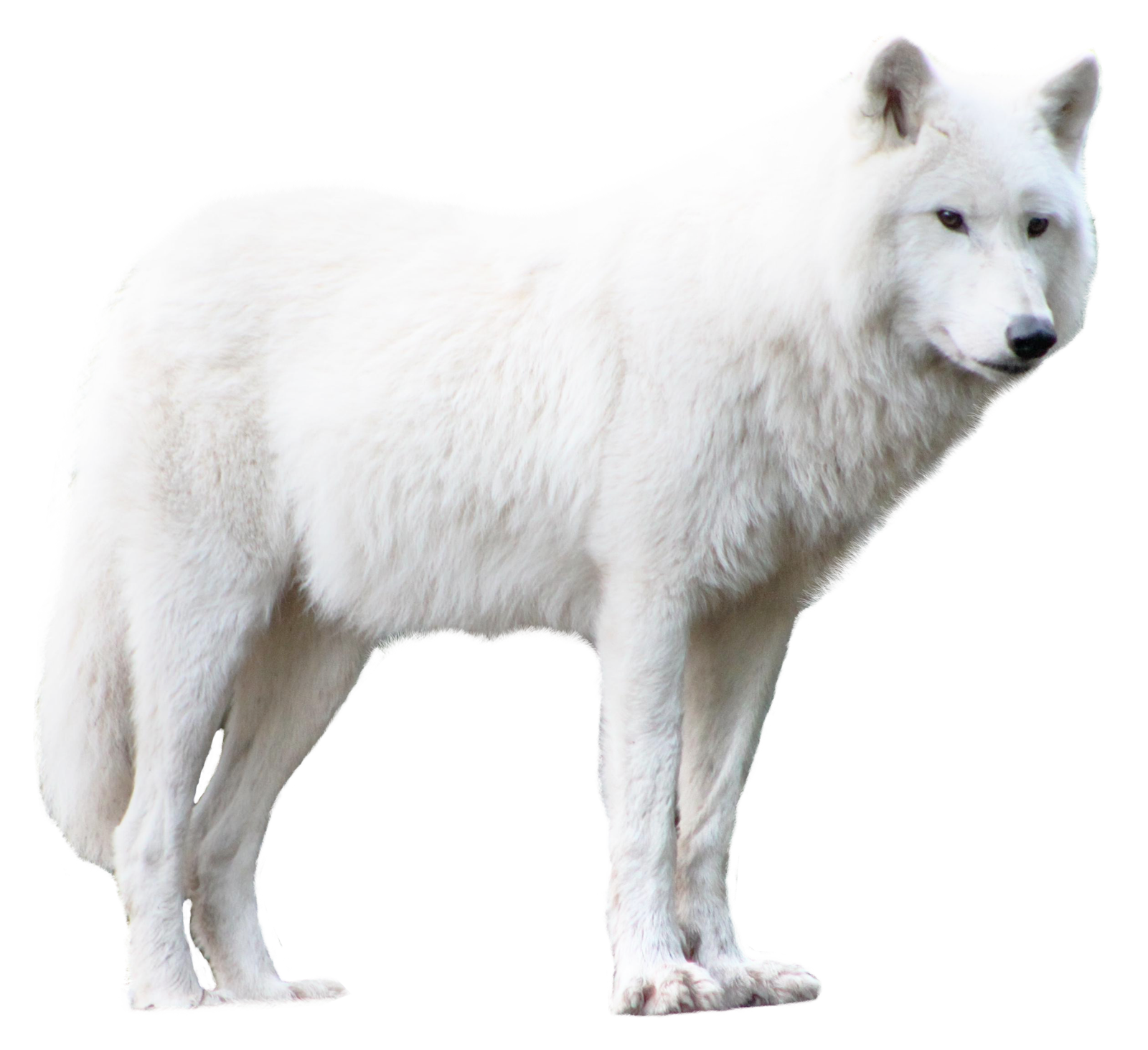 Detail Png Wolf Nomer 28