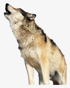 Detail Png Wolf Nomer 32