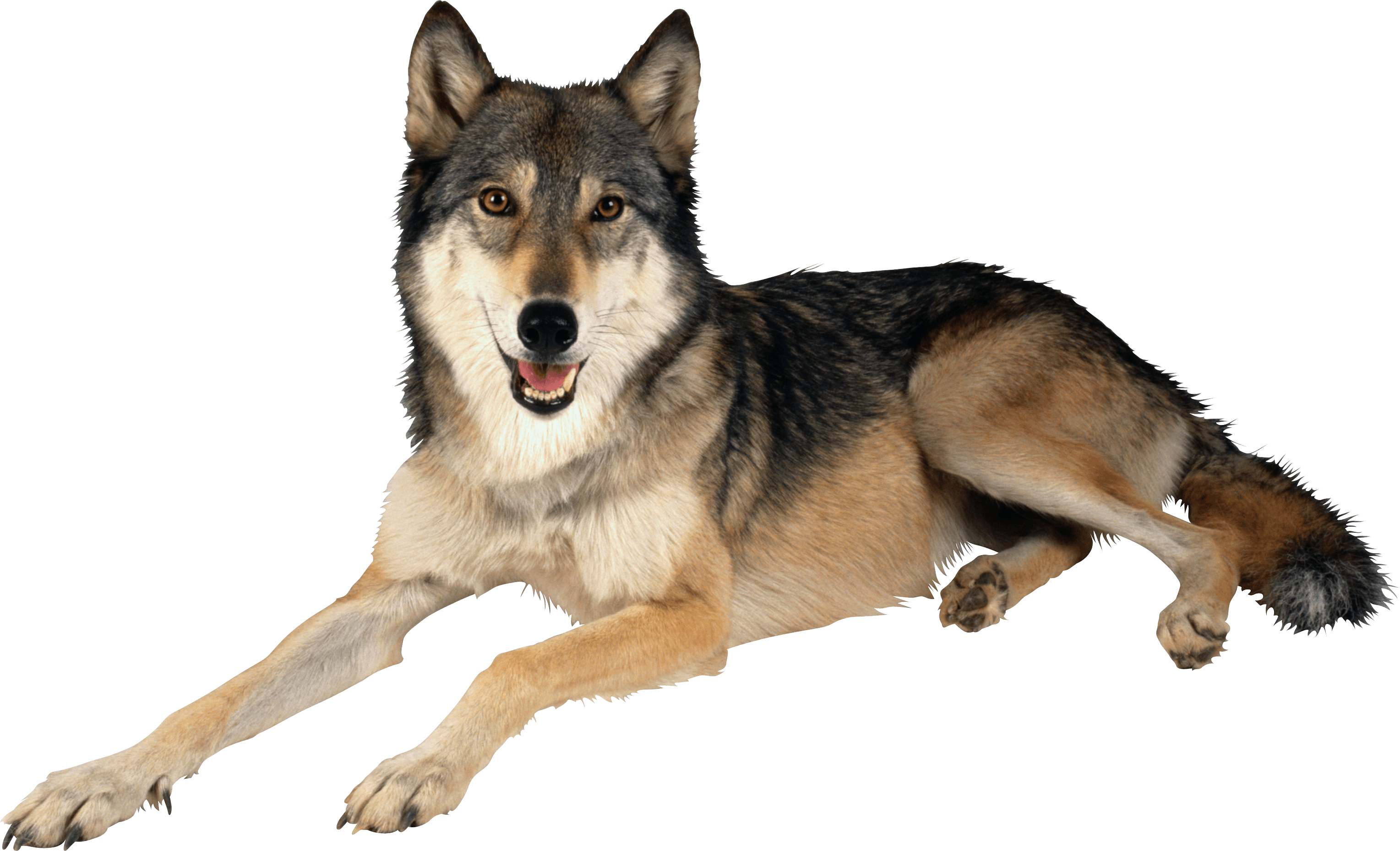 Detail Png Wolf Nomer 34