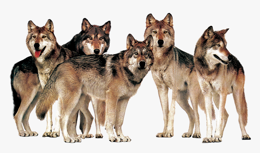 Detail Png Wolf Nomer 36