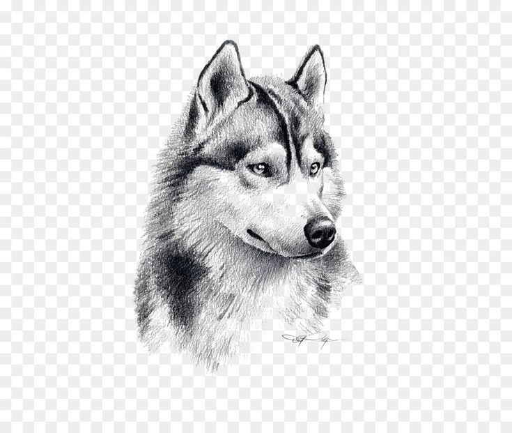 Detail Png Wolf Nomer 41
