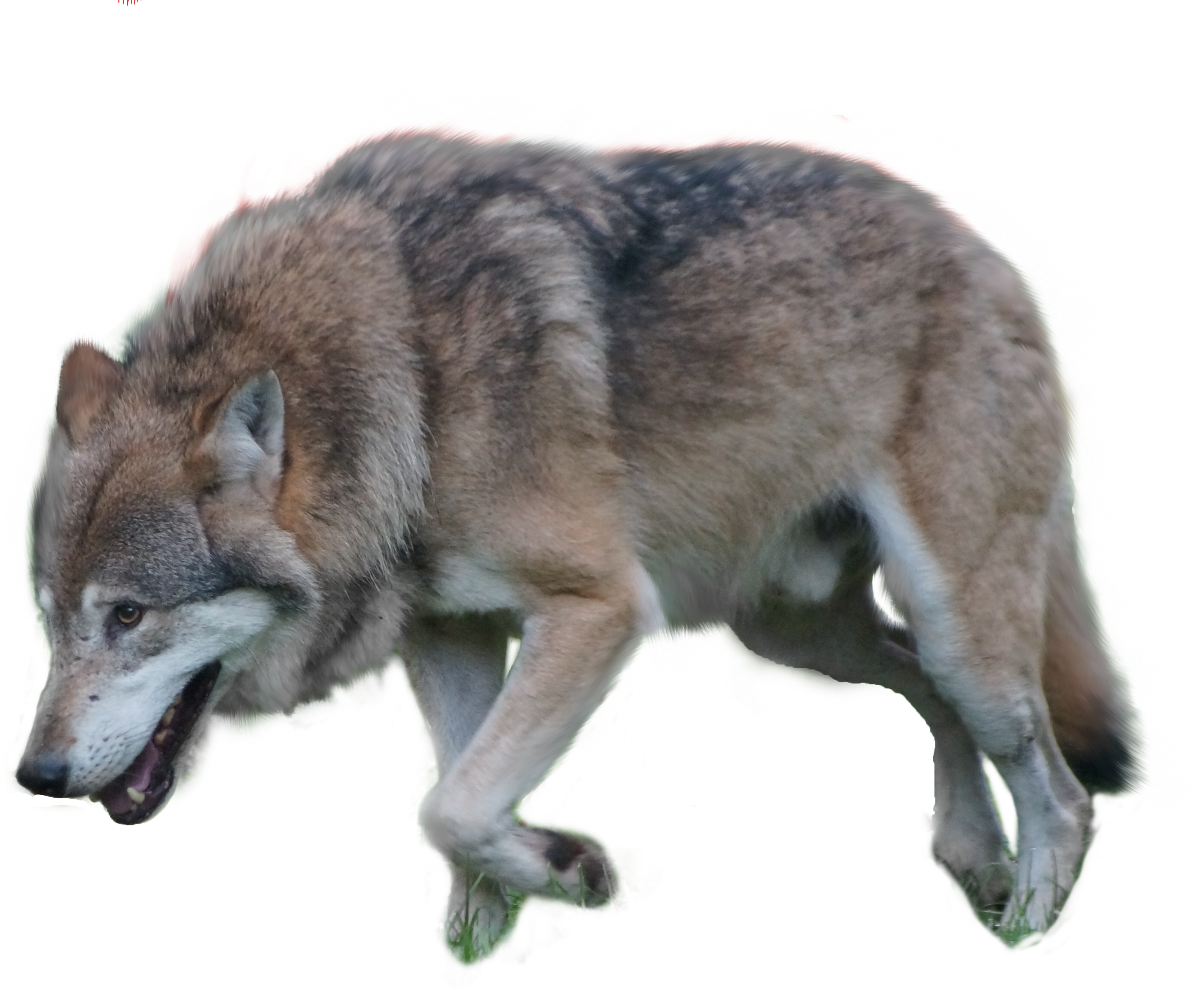 Detail Png Wolf Nomer 47