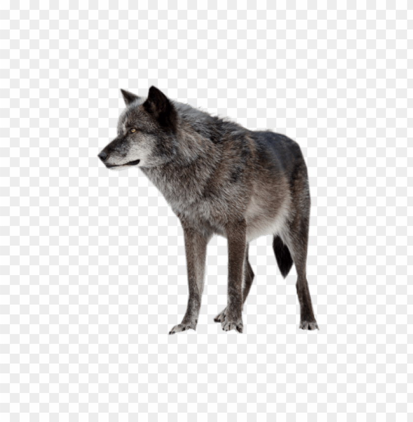 Detail Png Wolf Nomer 4