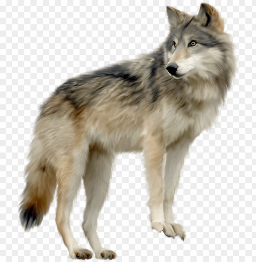 Detail Png Wolf Nomer 6