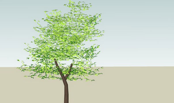 Detail Pohon 3d Sketchup Nomer 33