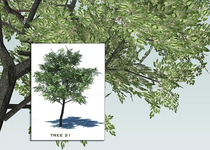 Detail Pohon 3d Sketchup Nomer 34