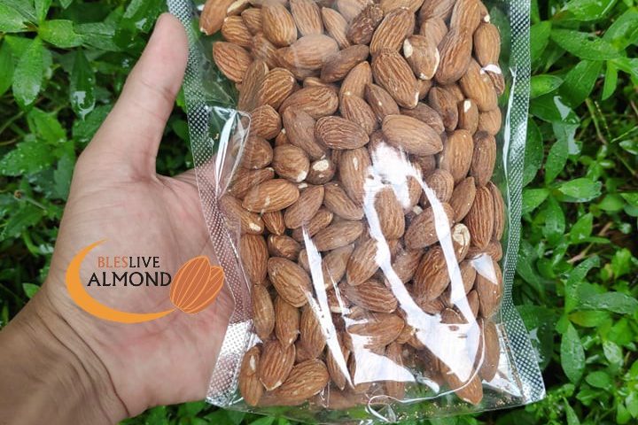 Detail Pohon Almond Di Indonesia Nomer 9