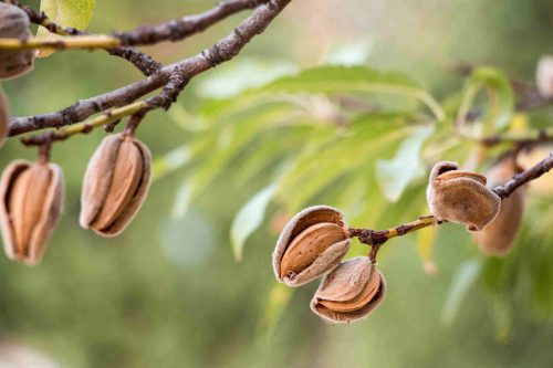 Detail Pohon Almond Di Indonesia Nomer 2