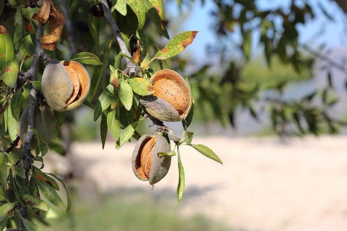 Detail Pohon Almond Di Indonesia Nomer 19