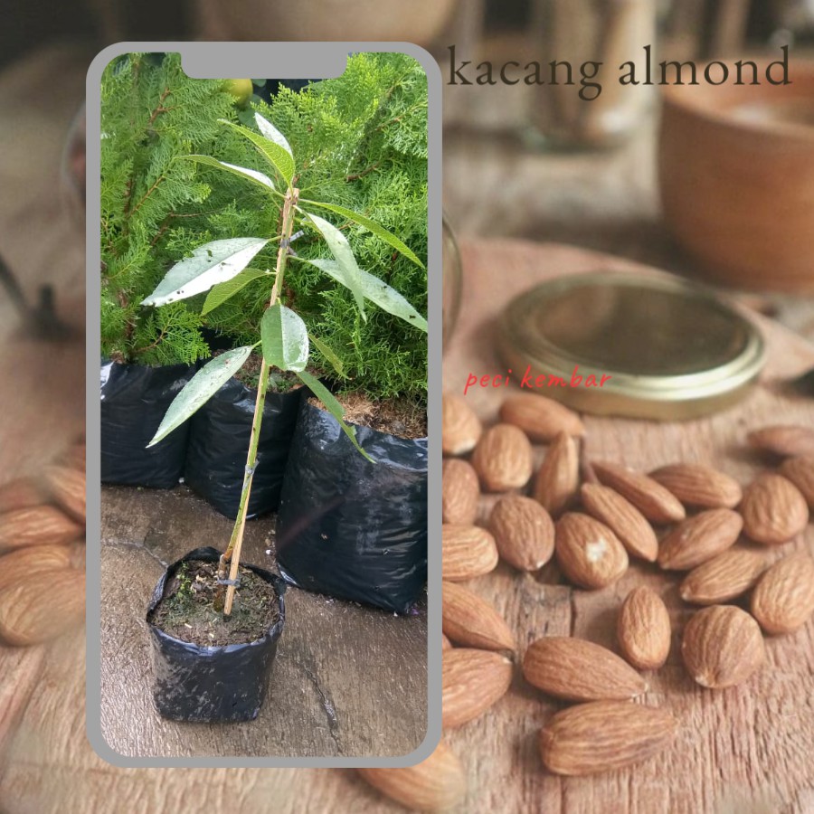 Detail Pohon Almond Di Indonesia Nomer 23