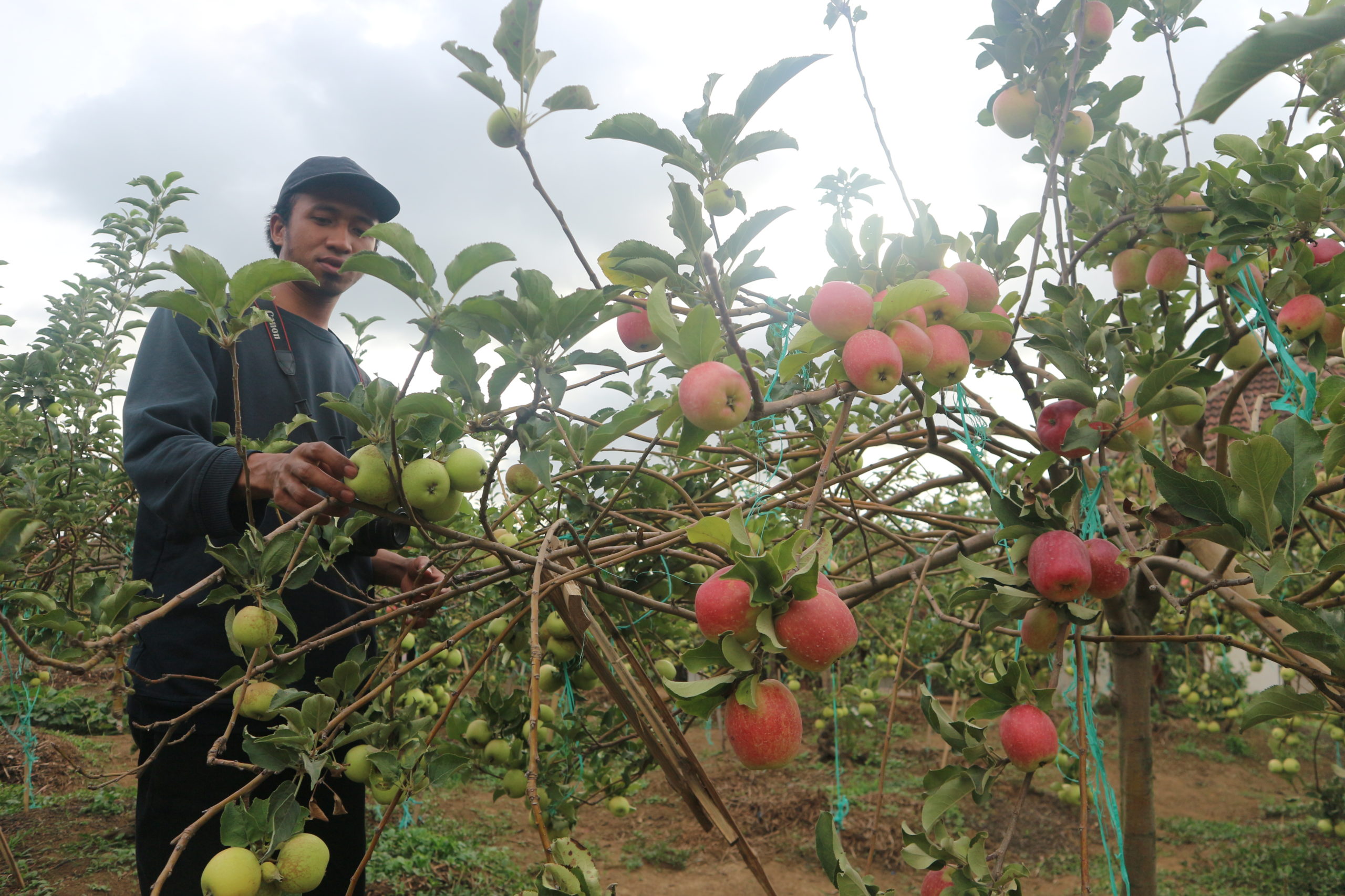 Detail Pohon Apel Merah Di Indonesia Nomer 3