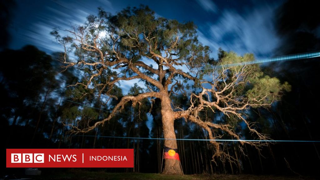 Detail Pohon Asli Australia Adalah Nomer 15