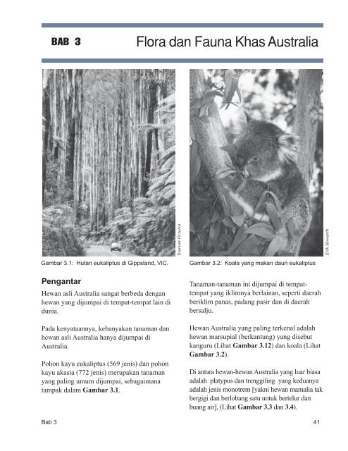 Detail Pohon Asli Australia Adalah Nomer 19