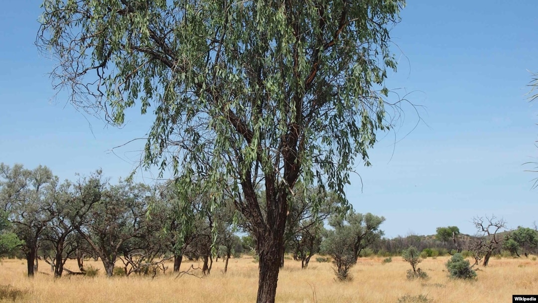 Detail Pohon Asli Australia Adalah Nomer 24