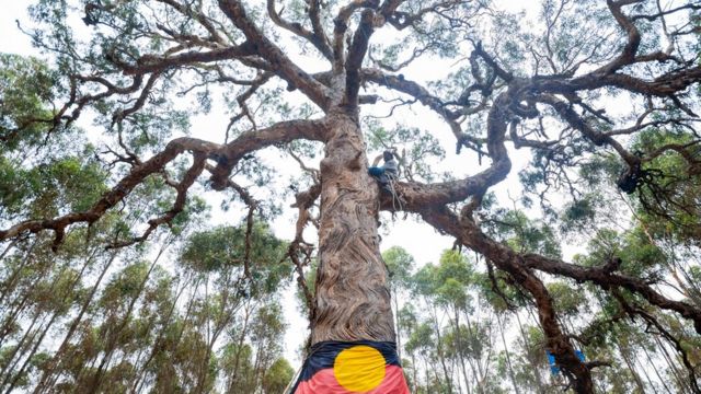 Detail Pohon Asli Australia Adalah Nomer 4