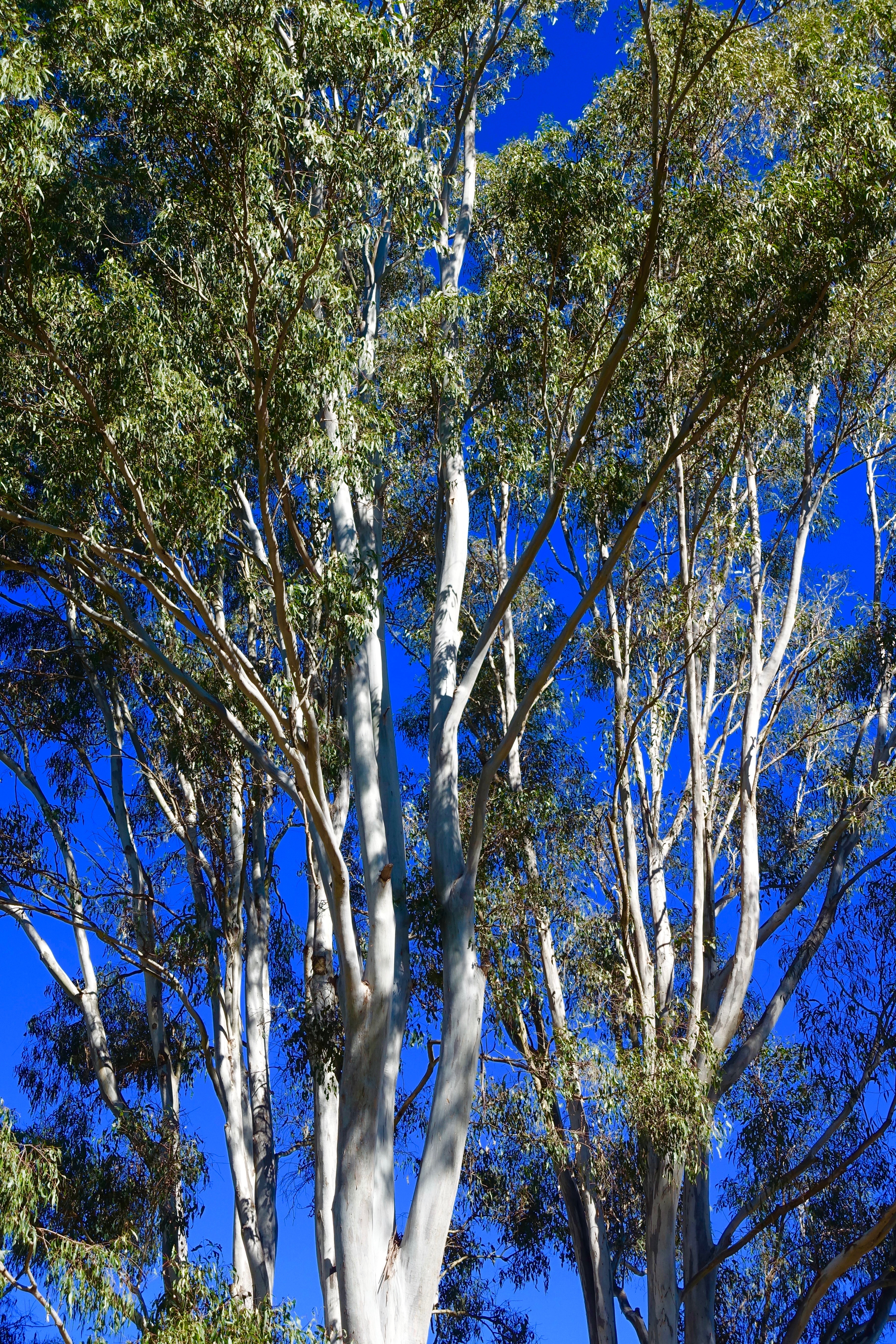 Detail Pohon Asli Australia Adalah Nomer 30