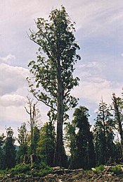 Detail Pohon Asli Australia Adalah Nomer 35