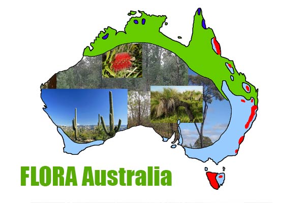 Detail Pohon Asli Australia Adalah Nomer 5