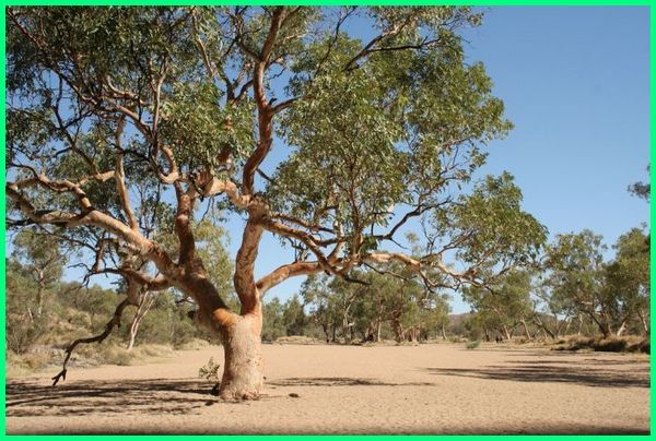 Detail Pohon Asli Australia Adalah Nomer 47