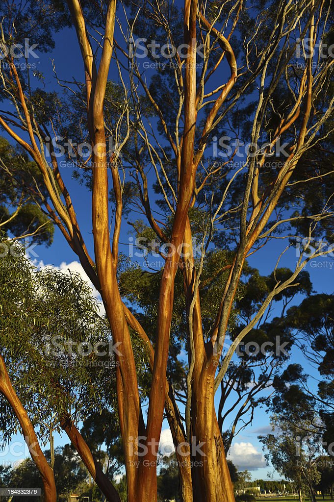 Detail Pohon Asli Australia Adalah Nomer 7