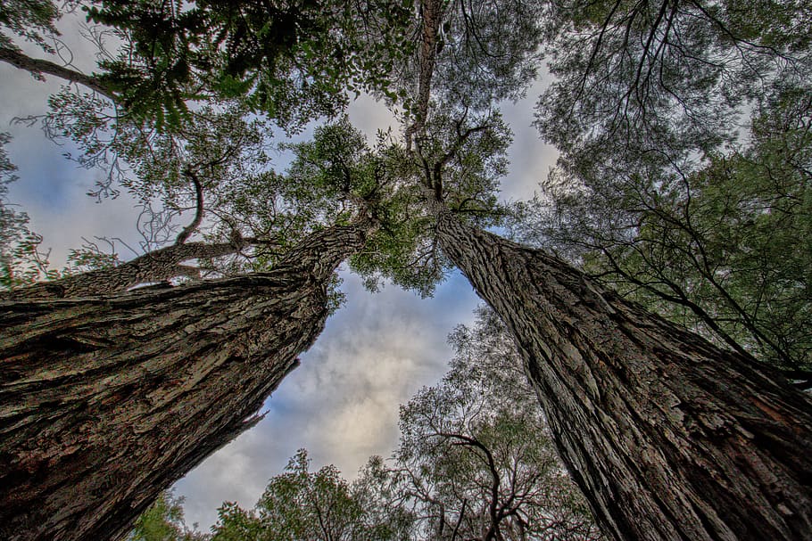 Detail Pohon Asli Australia Adalah Nomer 9